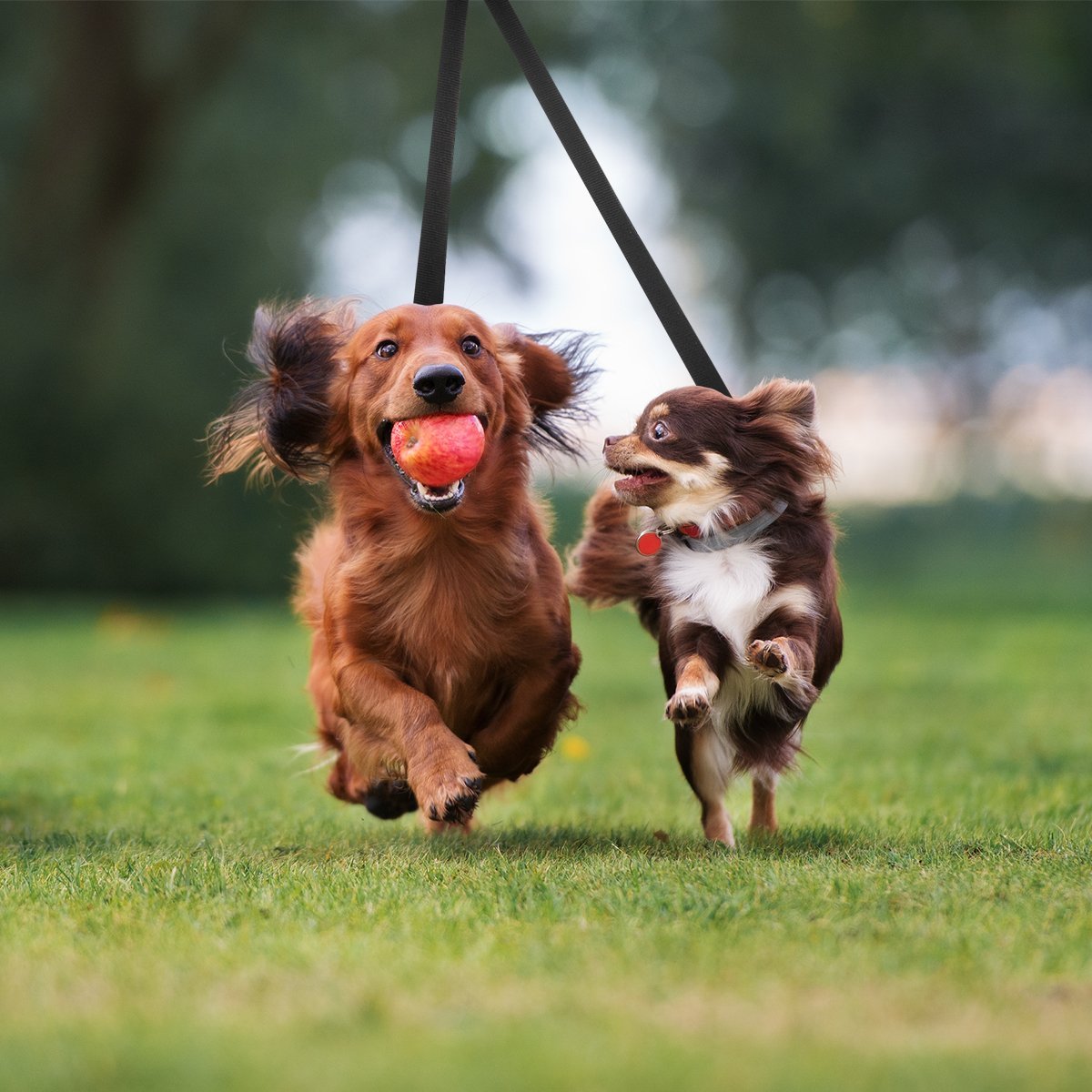 Shock Absorbing Green Two-Handle Dog Leash 4 ft